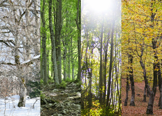 seasons of the earth
