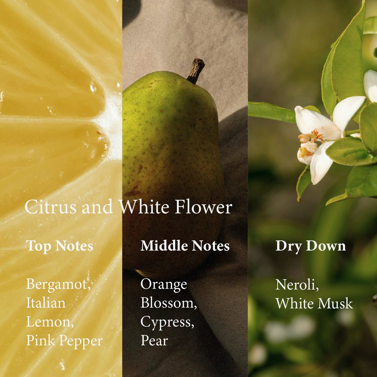 Timeless Eau De Parfum - 50ml